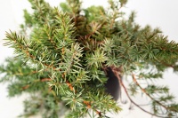 JUNIPER TAXIFOLIA LUTCHUENSIS