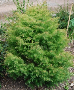 CRYPTOMERIA JAP ELEGANS COMPACTA