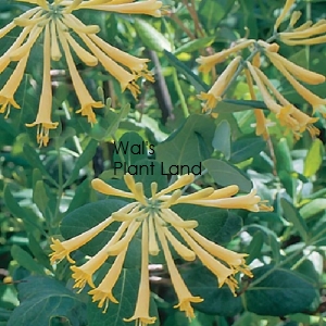 LONICERA SULPHUREA