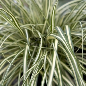 CAREX EVERGOLD