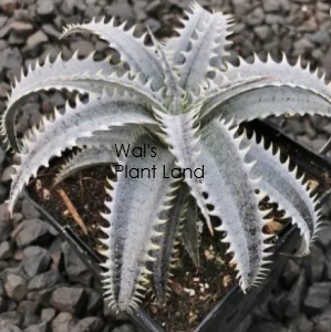 DYCKIA GRAND MARINER