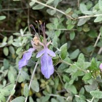 TEUCRIUM FRUTICANS