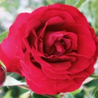 ROSE CLB DOUBLE FRAGRANCE HT