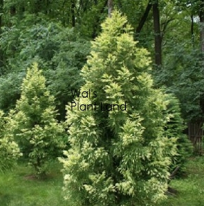 CRYPTOMERIA JAP SEKKAN SUGI