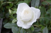 ROSE BUSH ICEBERG F