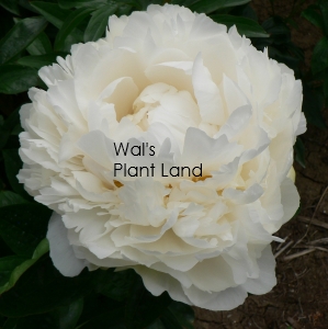 PAEONIA BOWL OF CREAM ( PEONY )