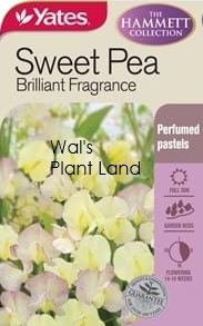 HAMM SWEET PEA BRILLIANT FRAGRANCE SEED PACKET