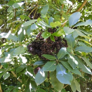 PSEUDOPANAX ARBOREUS