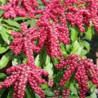 PIERIS VALLEY VALENTINE 4.5L