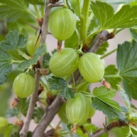 GOOSEBERRY INVICTA