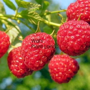 RASPBERRY HERITAGE