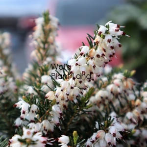 ERICA DARLEYENSIS WHITE