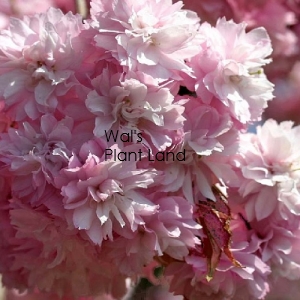 PRUNUS KIKU SHIDARE SAKURA 1.2M STD