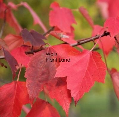 ACER RUB RED SUNSET [ACEREDSUNPB40] - $84.99 : Wals Plant Land!, For ...