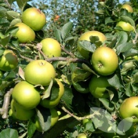 APPLE BRAMLEY SEEDLING (MM102)