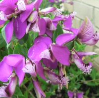 POLYGALA DAZZLER