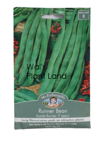 RUNNER BEAN SCARLET RUNNER 7 YEARS NZ