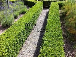 BUXUS SEMPERVIRENS 6PK