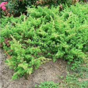 JUNIPERUS CONFERTA