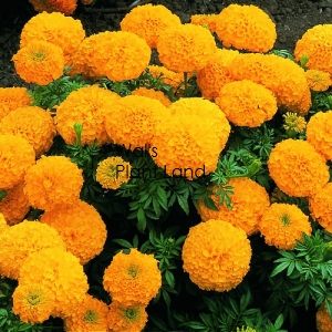 MARIGOLD INCA GOLD