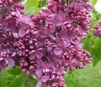 SYRINGA ALICE EASTWOOD