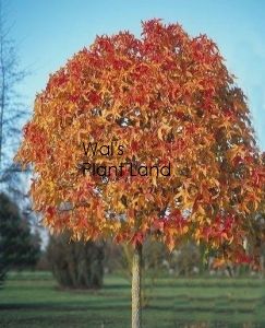 LIQUIDAMBAR GUMBALL 1.5M STD