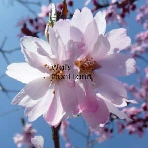 PRUNUS AUTUMNALIS ROSEA 1.8m STD