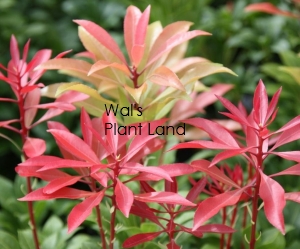 PIERIS MOUNTAIN FIRE