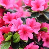 AZALEA JEWEL BOX