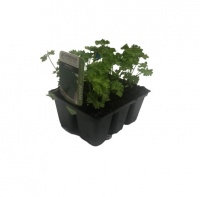 PARSLEY GREEN MAGIC HERB