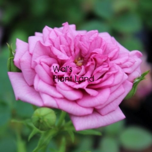 ROSE LAVENDER JEWEL (LAVENDER)