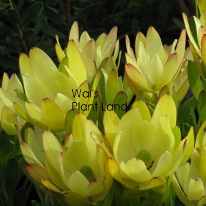 LEUCADENDRON GOLDEN TULIP