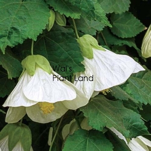 ABUTILON WHITE GOLD