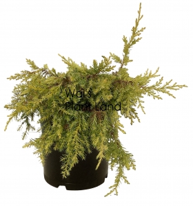 JUNIPERUS X MEDIA DANDELIGHT