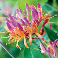 LONICERA FIRECRACKER