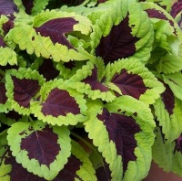 COLEUS KONG LIME SPRITE