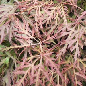 ACER PAL. DISS. ORANGEOLA STD