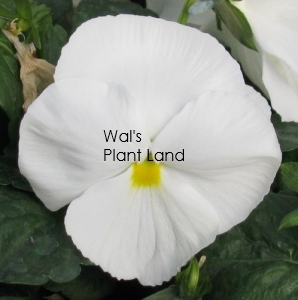 PANSY DELTA WHITE