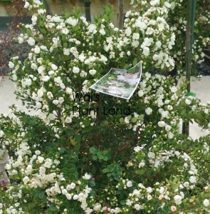 MYRTUS LUMA