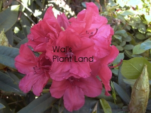 RHODODENDRON VULCANS FLAME