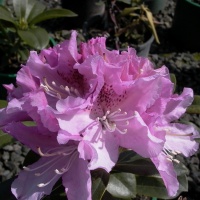 RHODODENDRON OLIN O DOBBS