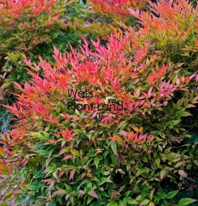 NANDINA GULFSTREAM