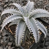 DYCKIA GRAND MARINER