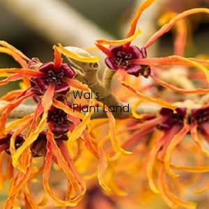 HAMAMELIS 'JELENA'