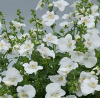 DIASCIA GENTA WHITE