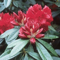 RHODODENDRON BIBIANI