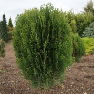 THUJA ORI GREEN CONE