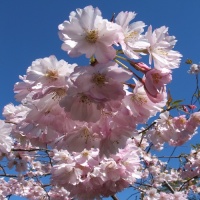 PRUNUS ACCOLADE 1.5M STD