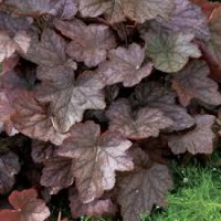 HEUCHERA AMERICANA AMETHYST