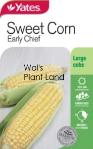 SWEETCORN EARLY CHIEF SEED PACKET